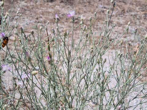 Image of Centaurea arenaria Bieb. ex Willd.