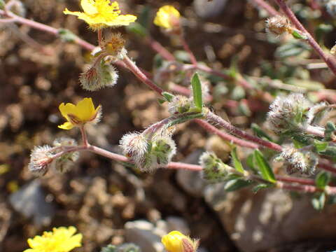 Image of Hoary Rock-rose