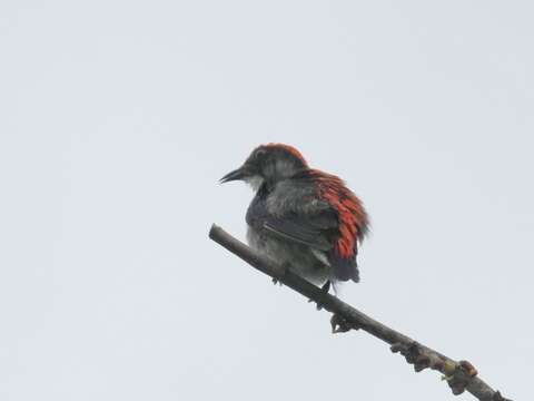 Image of Scarlet-backed Flowerpecker