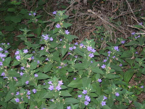 Image of Drummond's wild petunia