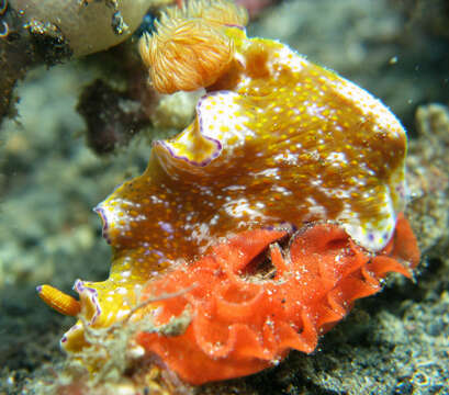 Image of Purple edged yellow spot slug