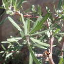 Sivun Jatropha dioica var. graminea McVaugh kuva