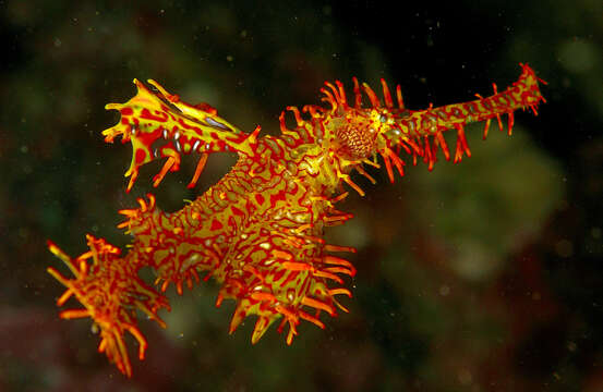 Image of Ornate ghost pipefish