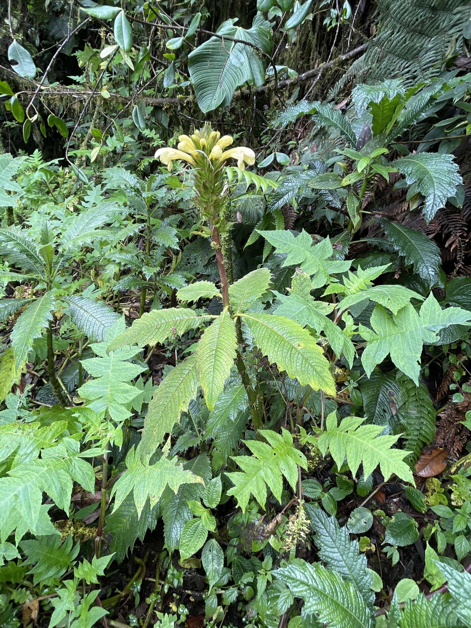 Sivun Aphelandra acanthus Nees kuva