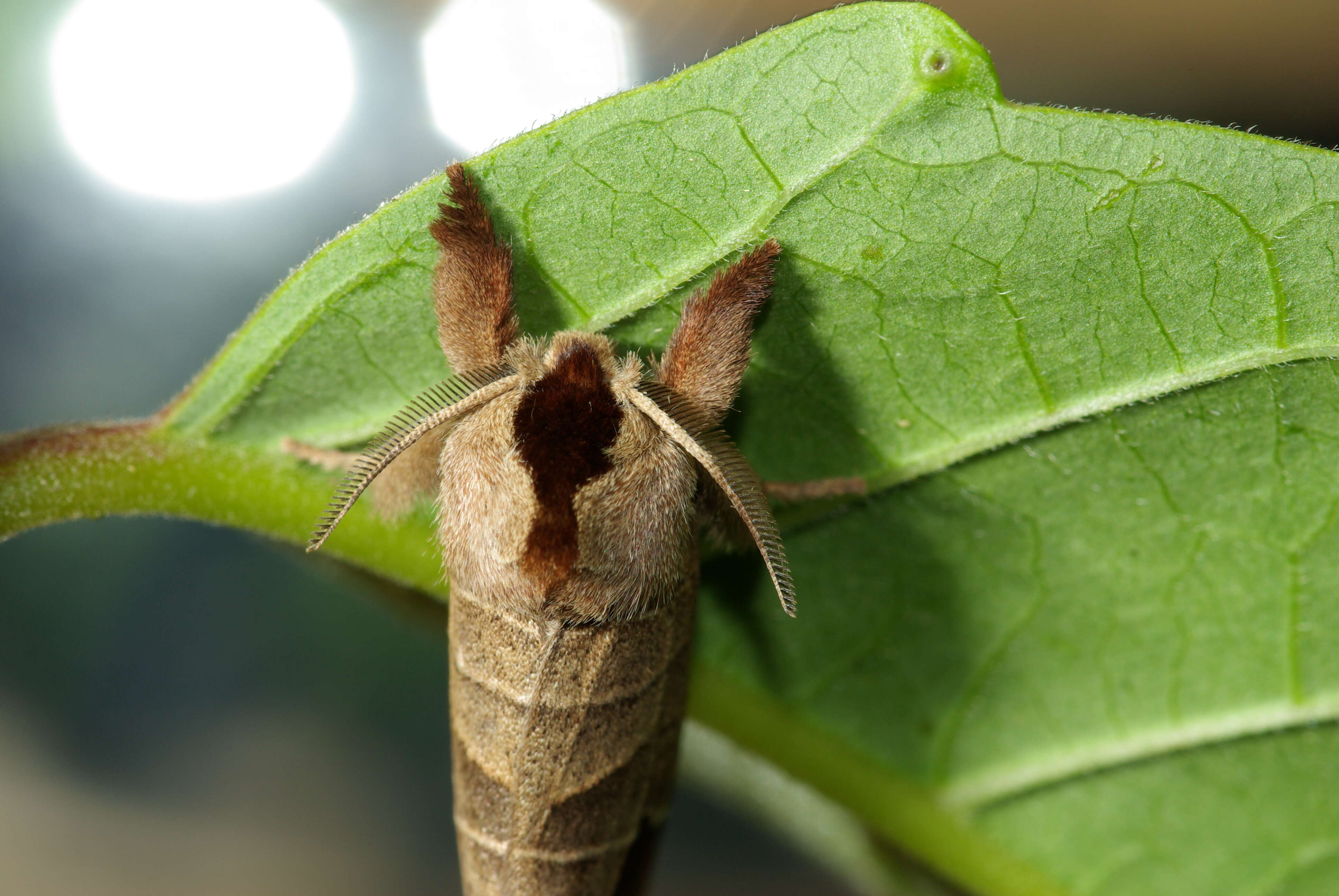 Clostera curtula Linnaeus 1758的圖片