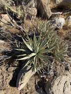 Agave cerulata Trel. resmi