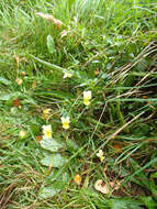 صورة Viola lutea subsp. calaminaria (DC. ex Gingins) J. D. Nauenburg