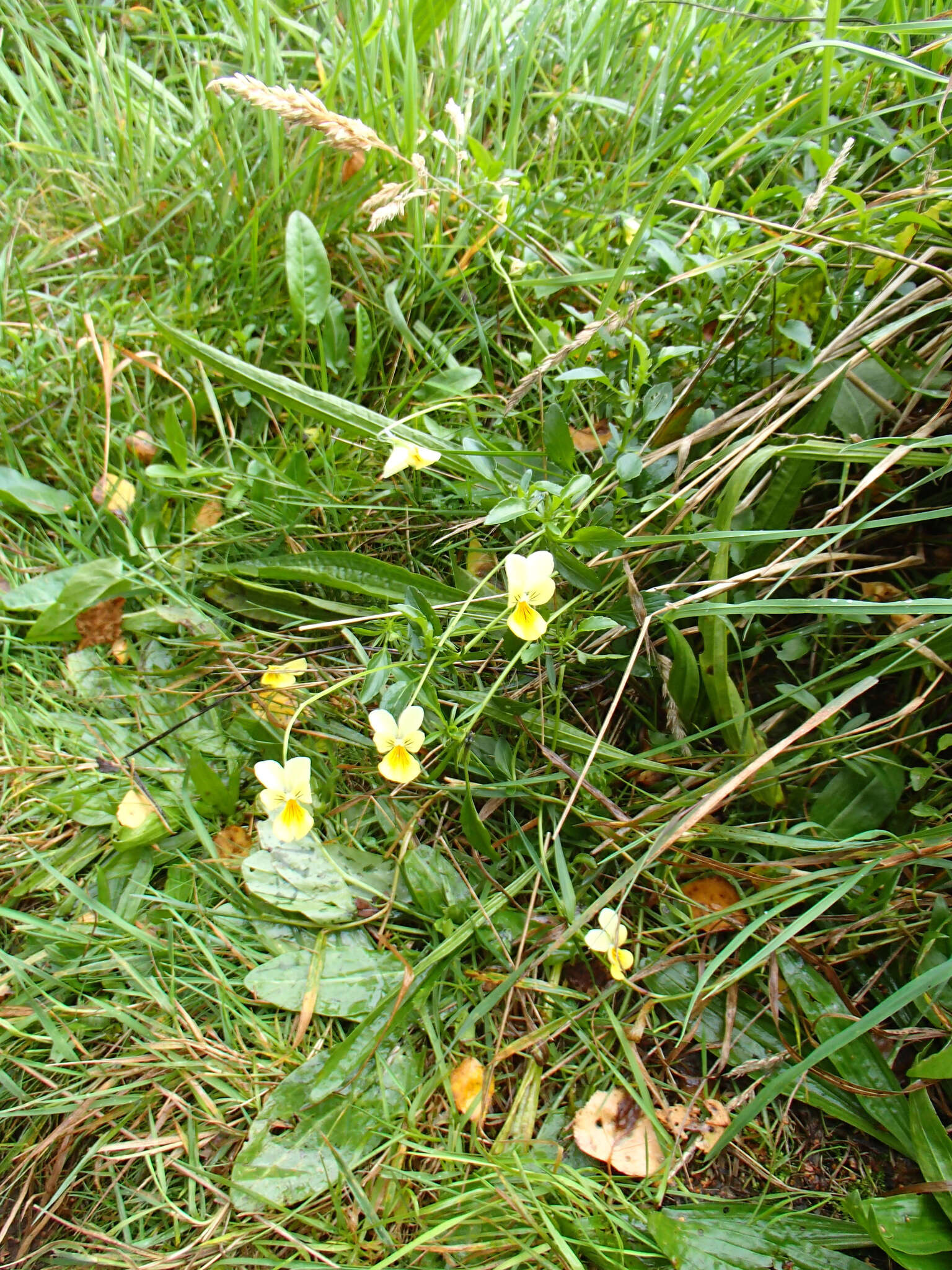 Image of yellow calamine violet