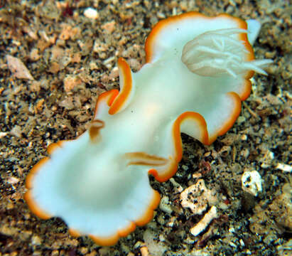 Image of Yellow edge white head flapper slug