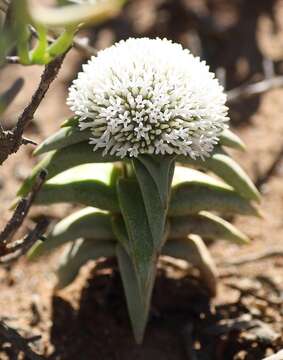 Image of Crassula congesta N. E. Br.