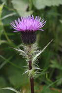 Imagem de Cirsium simplex C. A. Mey.