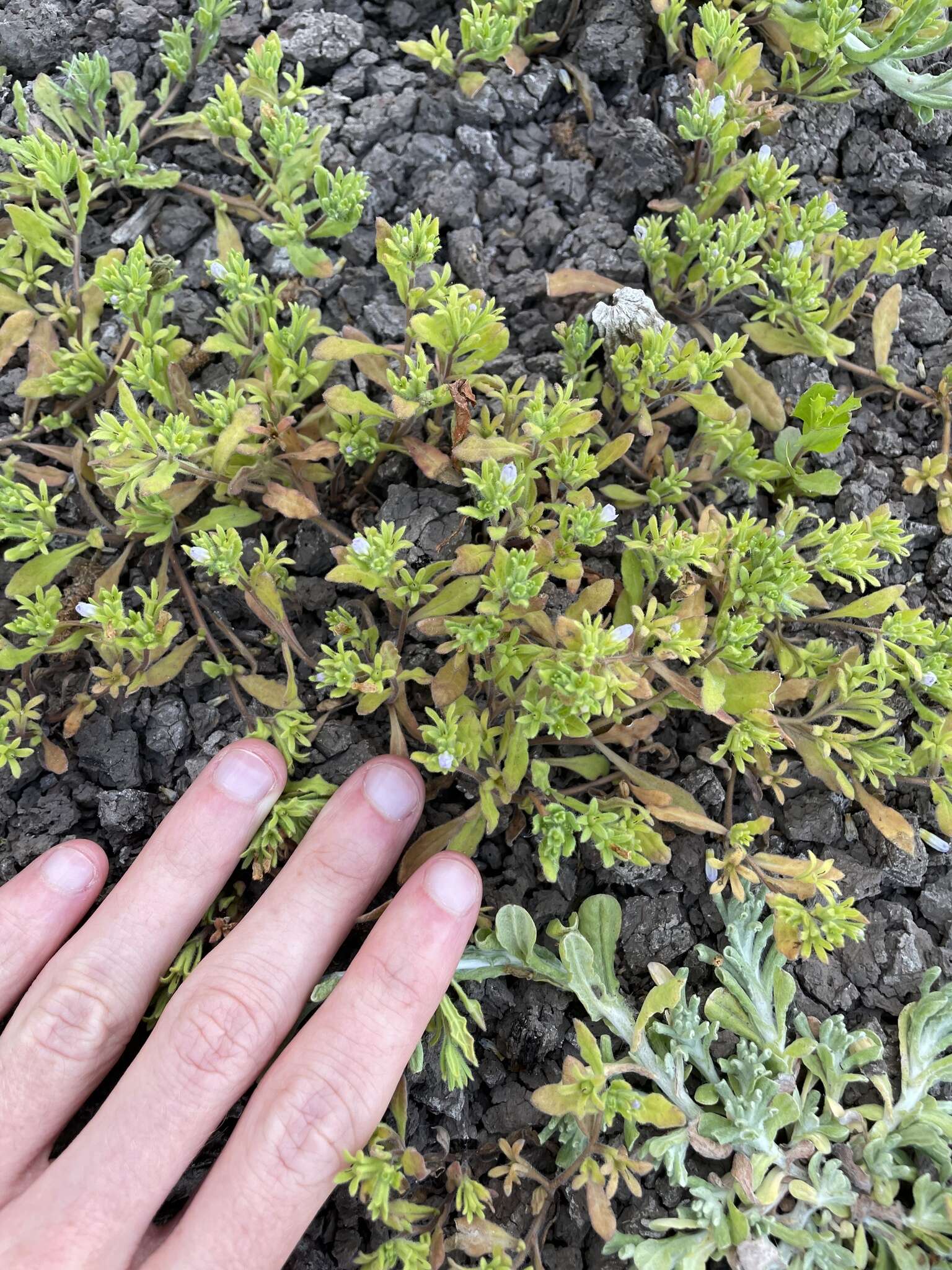 Image of Mud Fiddleleaf