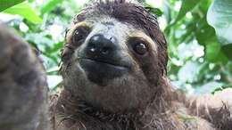 Image of sloth