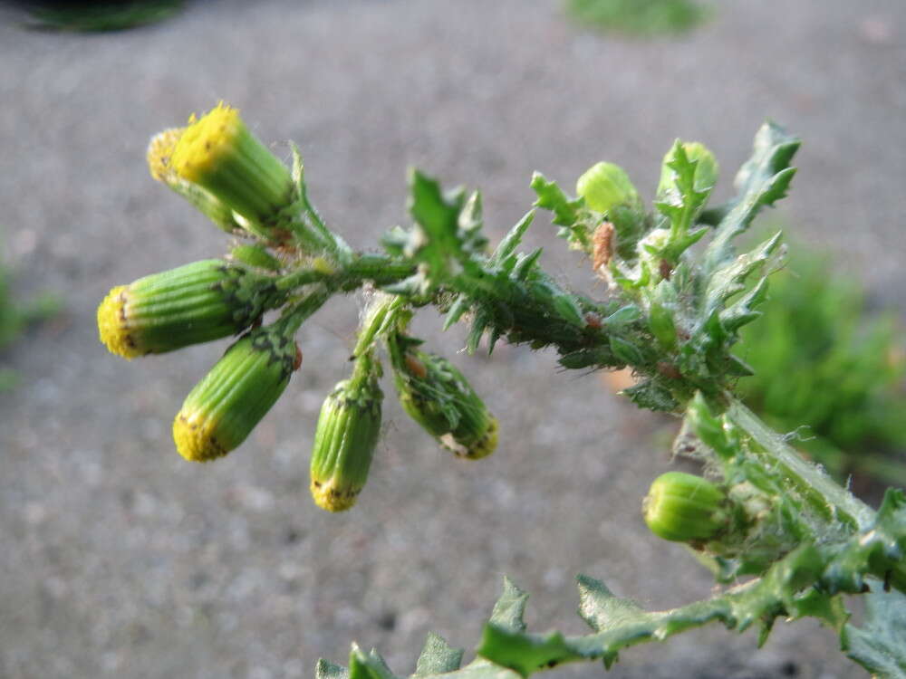 Image of groundsel