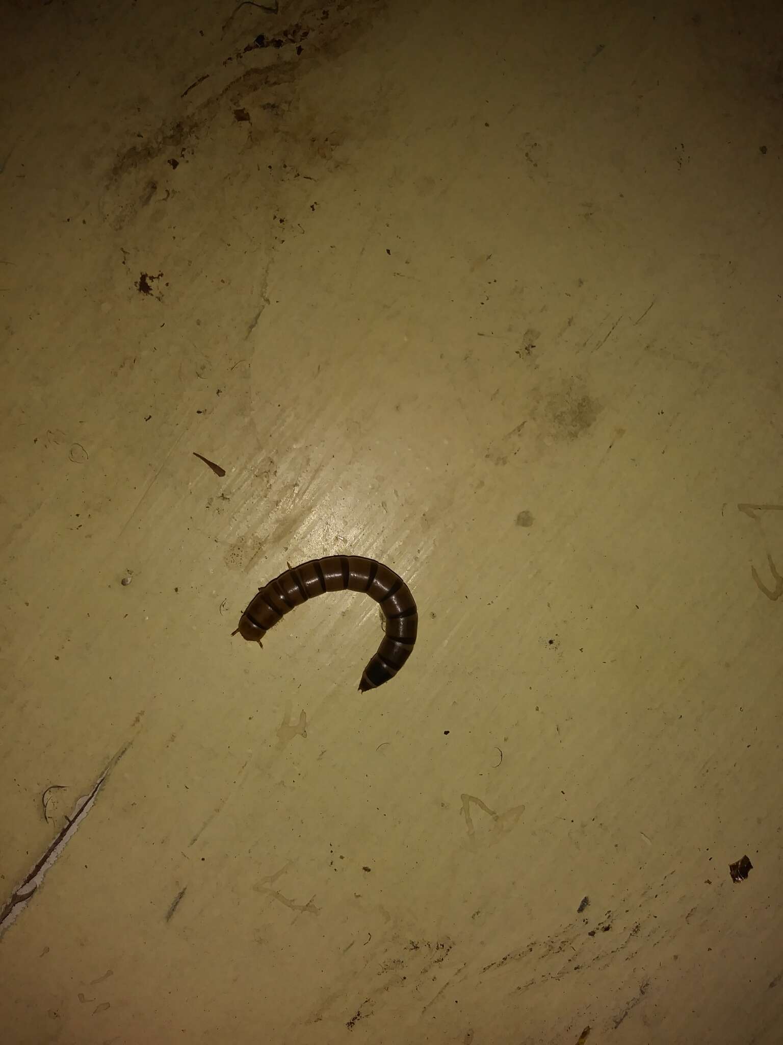 Image of Dark Mealworm