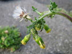 Image of groundsel