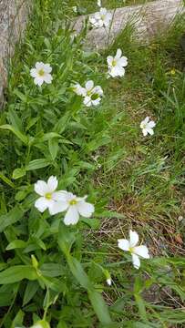 Image of Cerastium lithospermifolium Fisch.