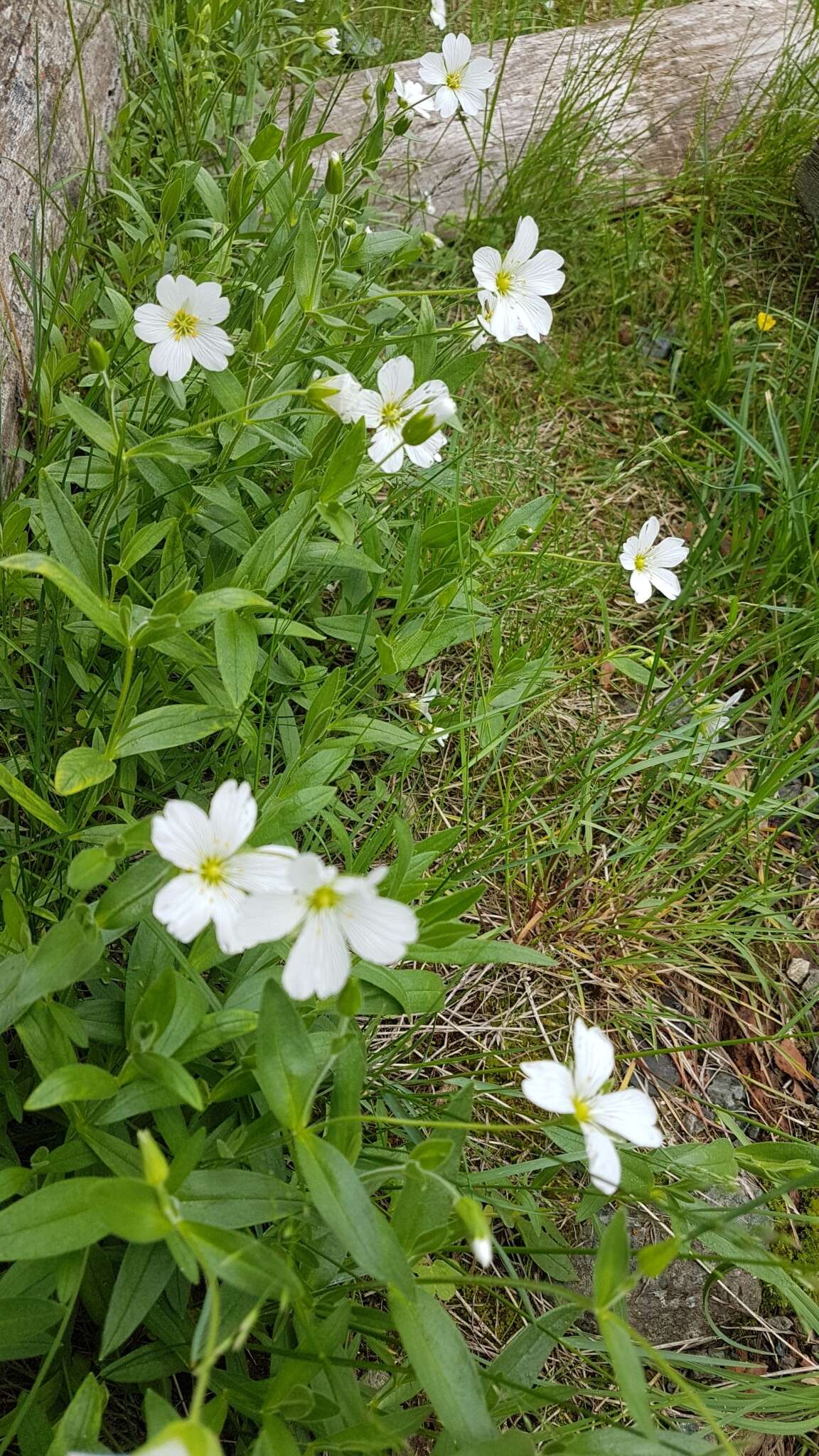 Imagem de Cerastium lithospermifolium Fisch.