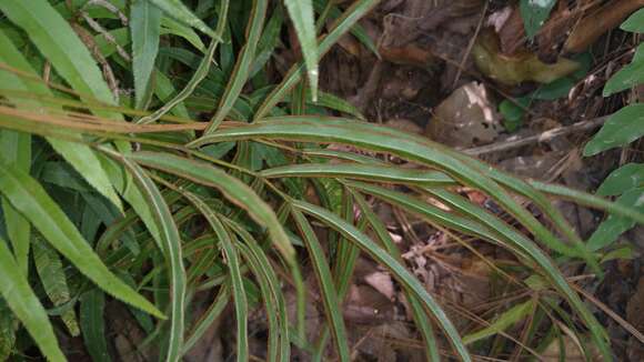 Plancia ëd Pteris cretica L.