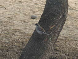 Image of San Cristobal Mockingbird