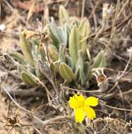 Image of Goodenia robusta (Benth.) K. Krause