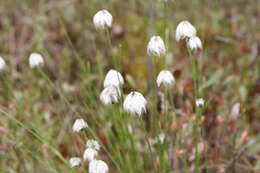 Image of Hare's-tail cottongrass