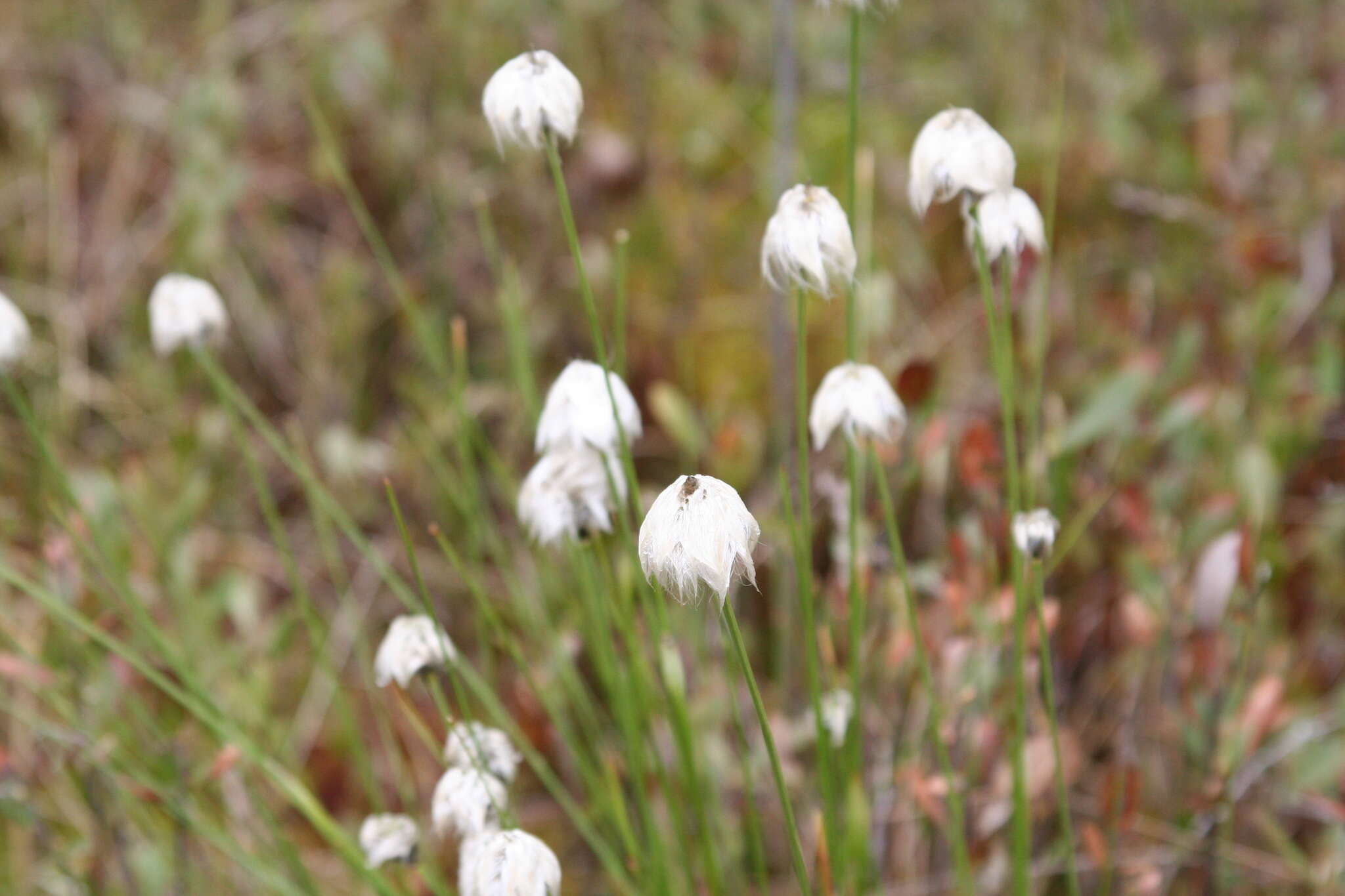 Image of Hare's-tail cottongrass