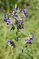 Image of western polemonium