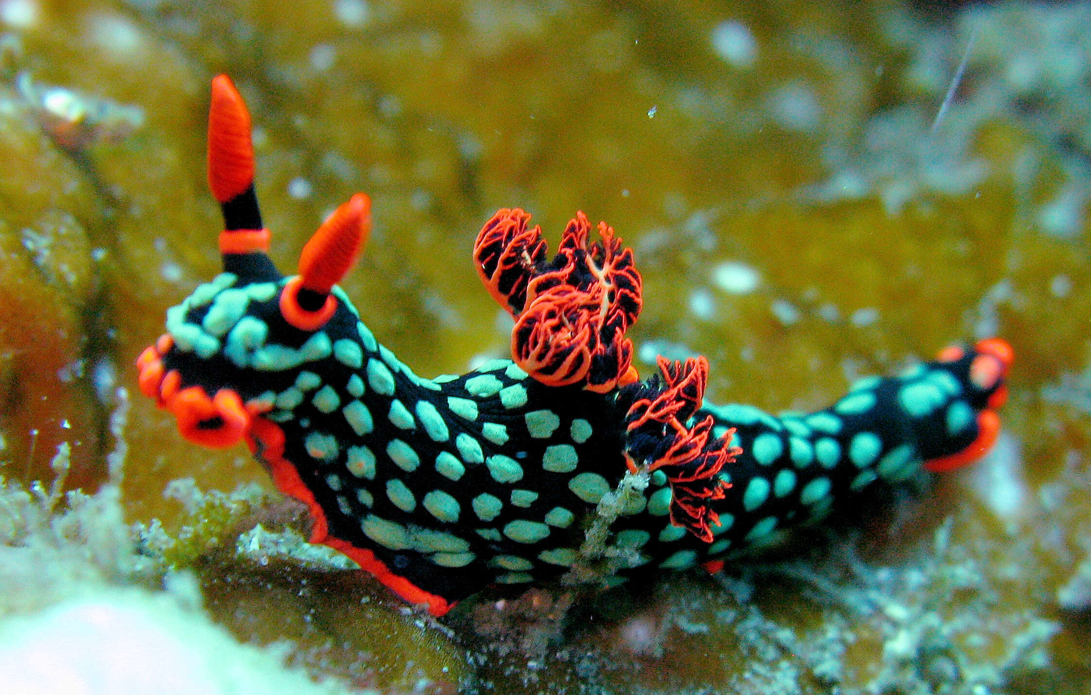 Image of Dusky green spot orange gill black slug