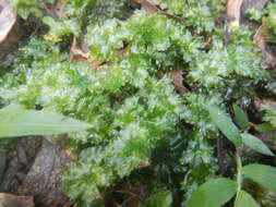 Image of Rhodobryum umbraculum W. P. Schimper ex Paris 1898