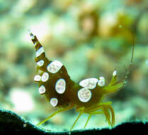 Image of Sexy shrimp