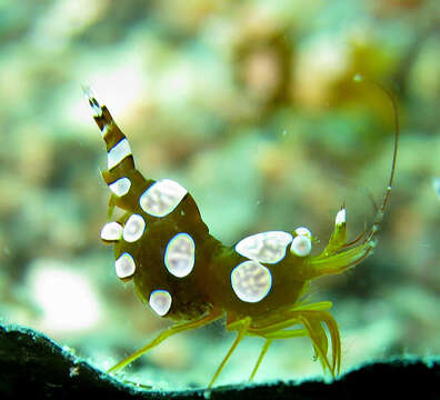 Image of Sexy shrimp