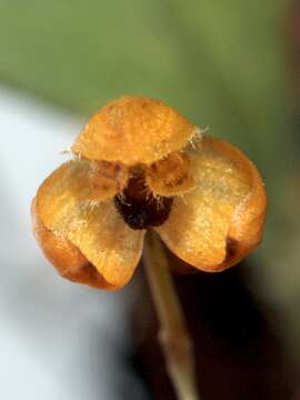 Image of Bulbophyllum catenulatum Kraenzl.