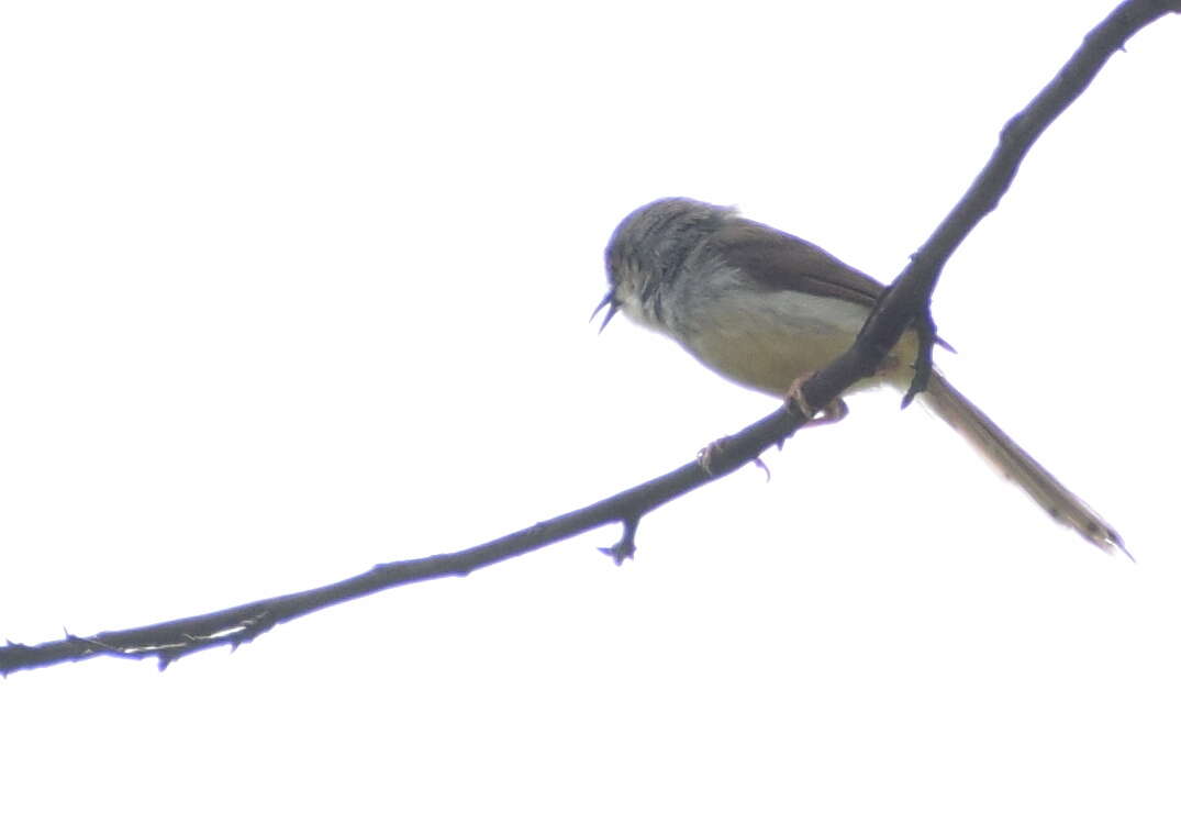 Image of Grey-breasted Prinia