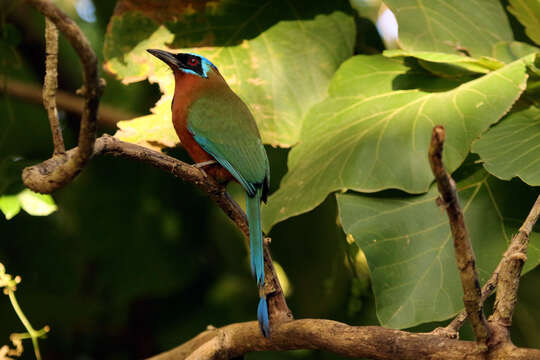 Image of Trinidad Motmot