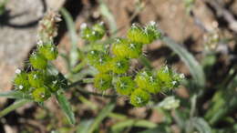 Plancia ëd Cryptantha pterocarya var. cycloptera (Greene) J. F. Macbr.