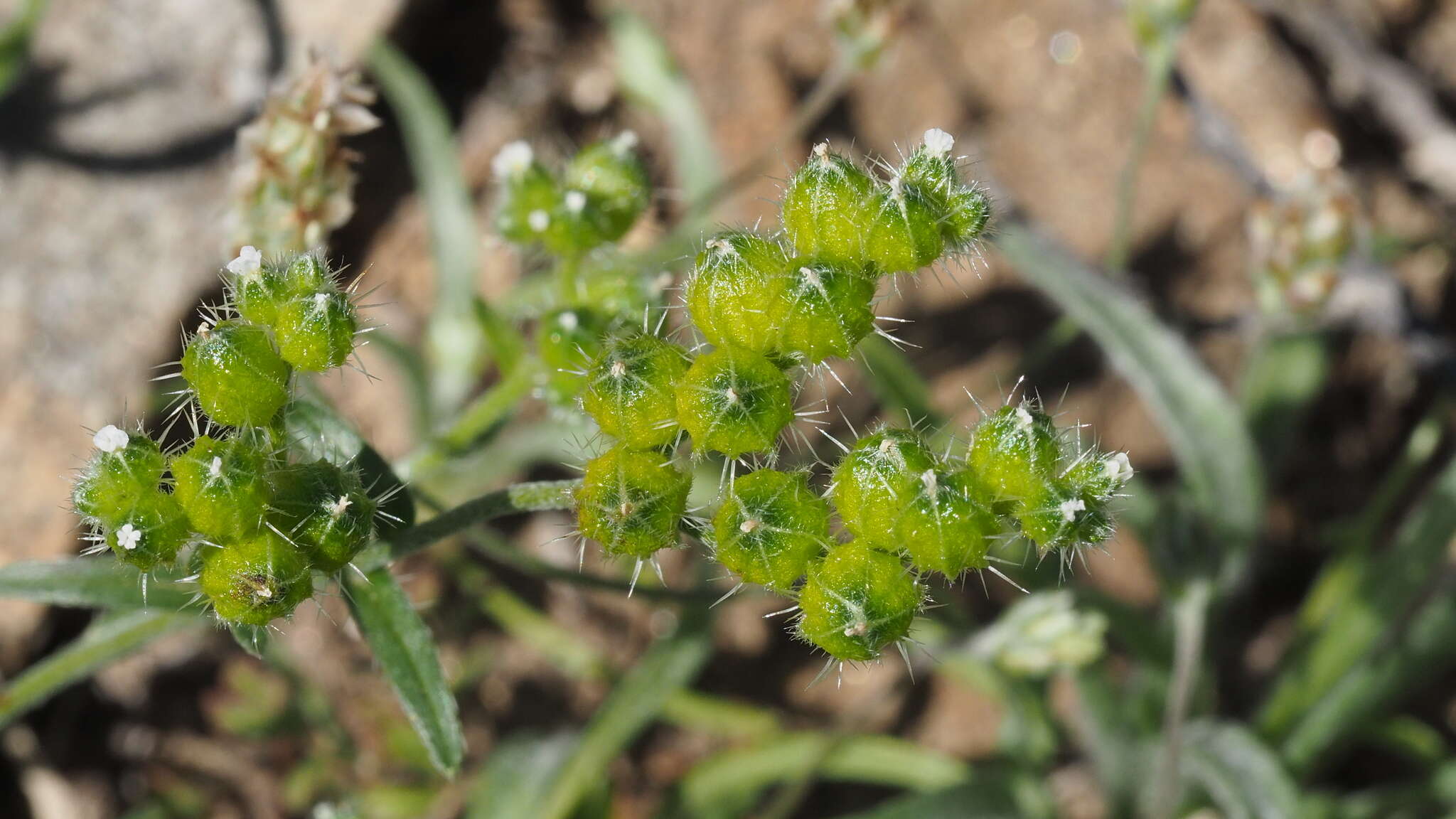 Image of wingnut cryptantha