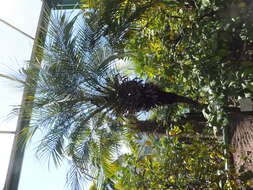 Image of pygmy date palm