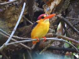 Image of Black-backed Kingfisher