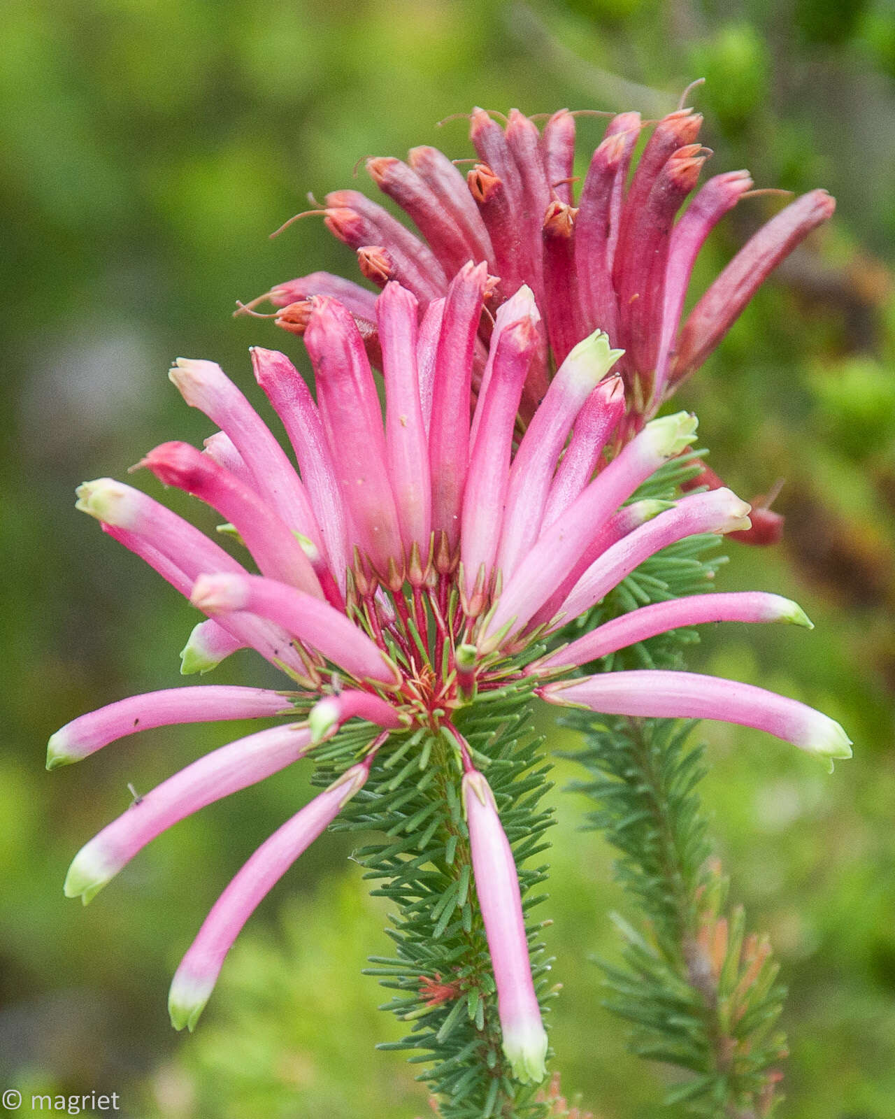 Image de <i>Erica <i>fascicularis</i></i> subsp. fascicularis