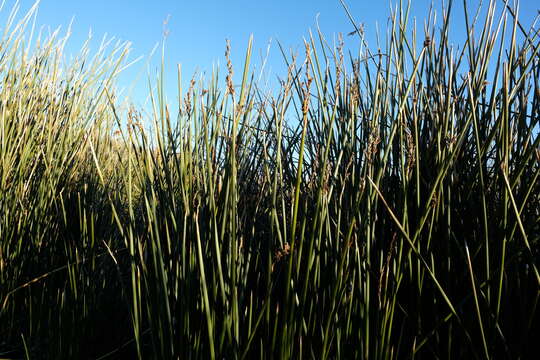 Plancia ëd Pseudoschoenus inanis (Thunb.) Oteng-Yeb.