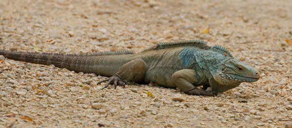 Plancia ëd Cyclura lewisi Grant 1940