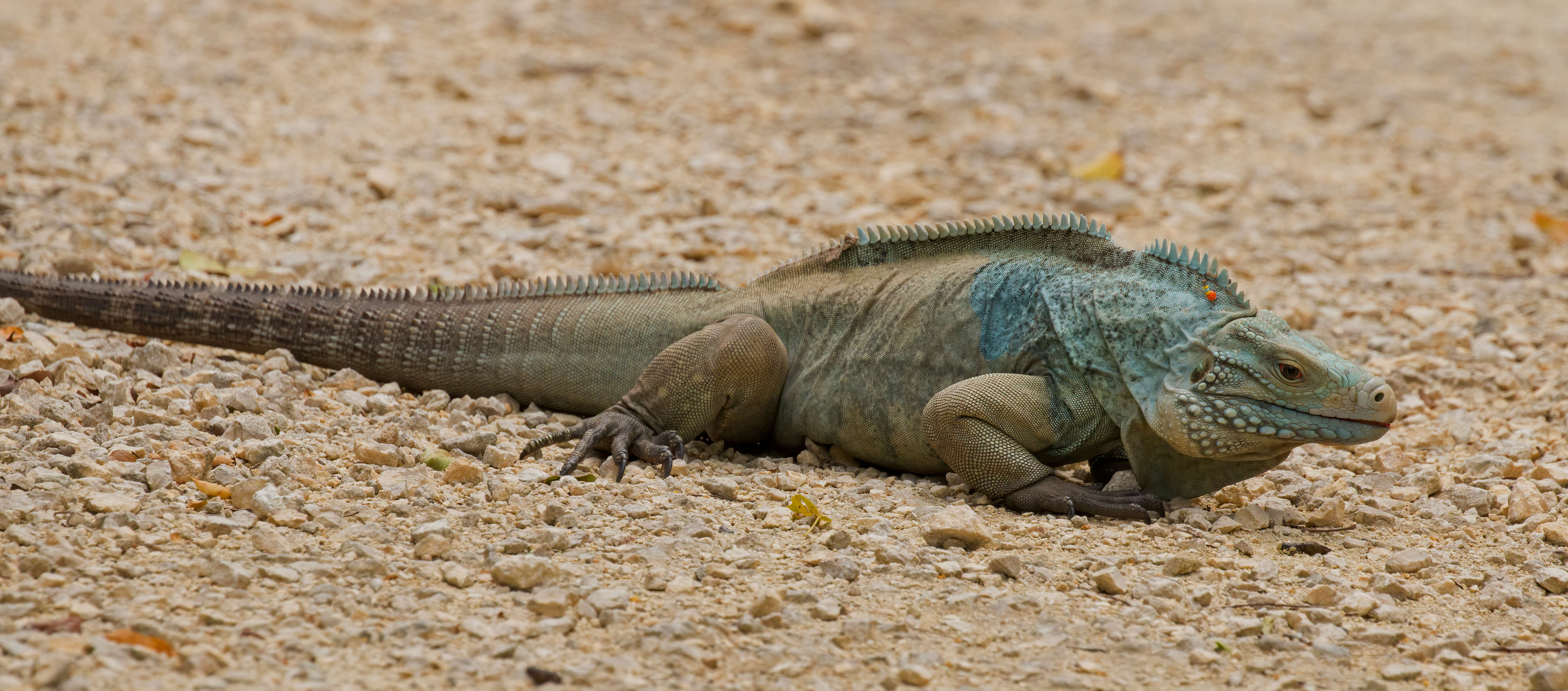 Cyclura lewisi Grant 1940 resmi