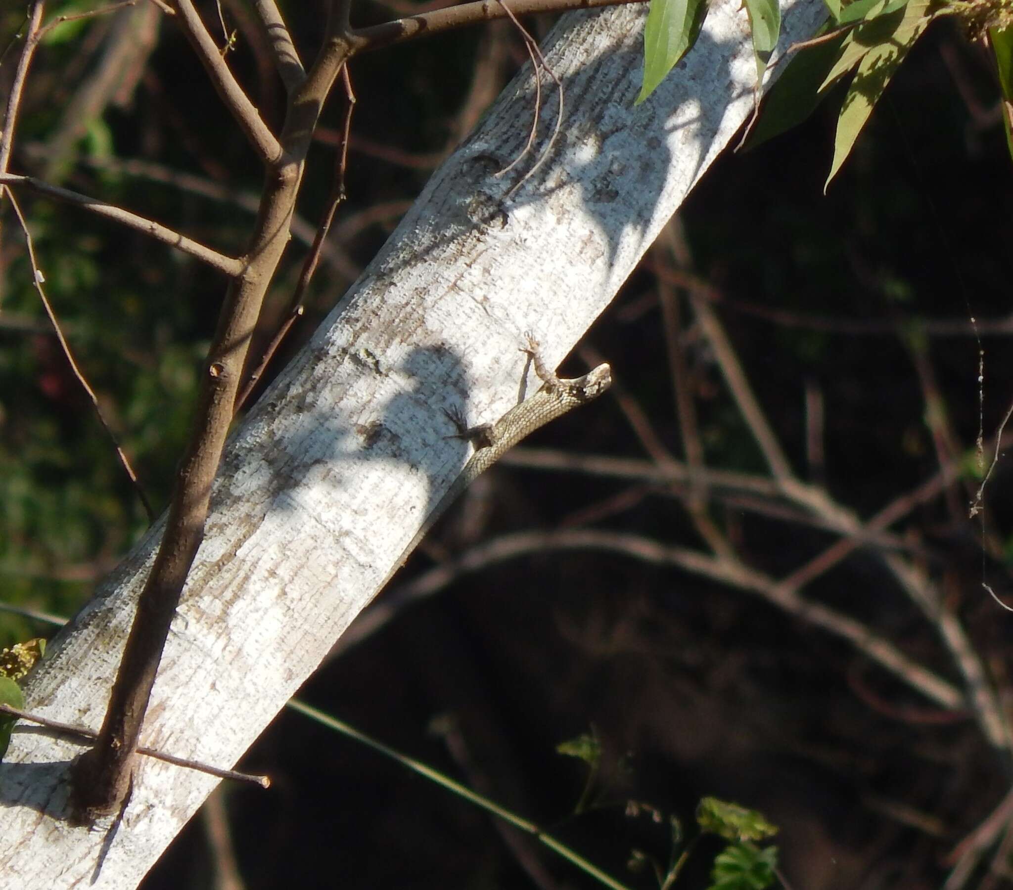 Image of Black-nosed Lizard