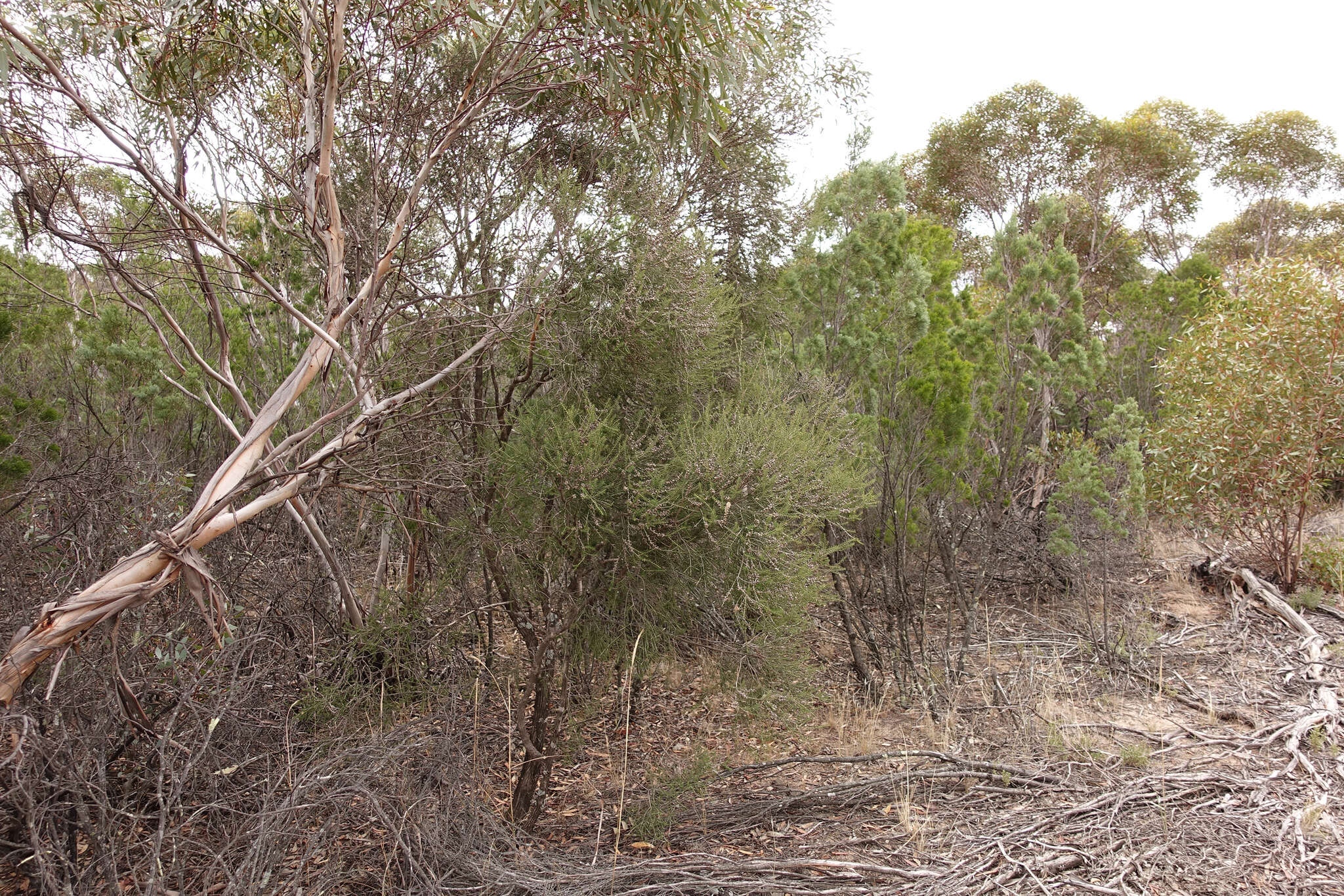 Image de Melaleuca acuminata subsp. acuminata