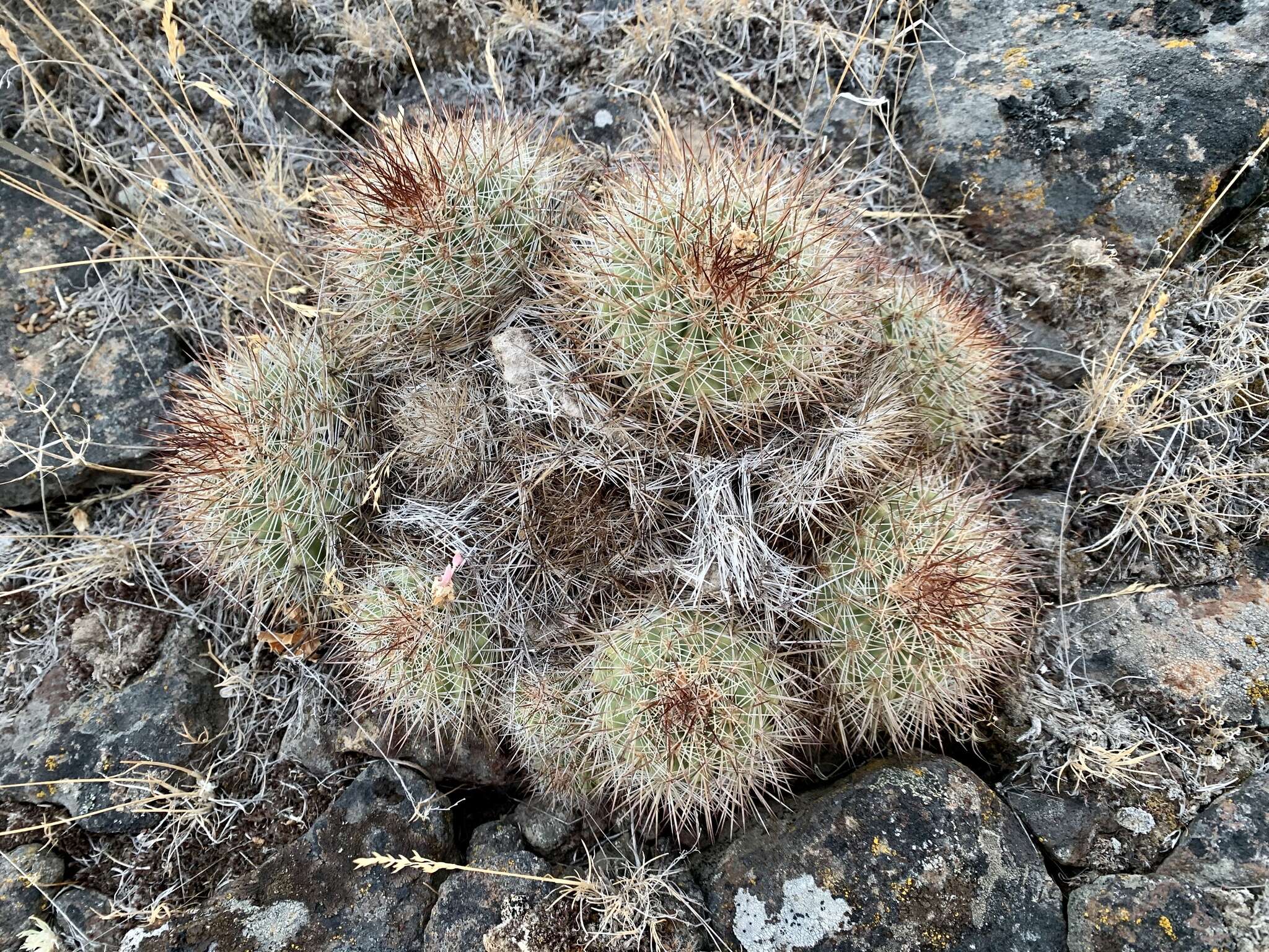 Image of Simpson's Hedgehog Cactus