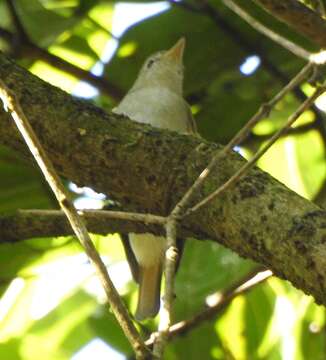 Image of Rusty-tailed Flycatcher