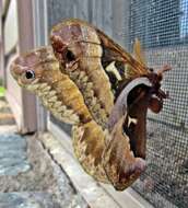 Image of Tulip-tree Silkmoth