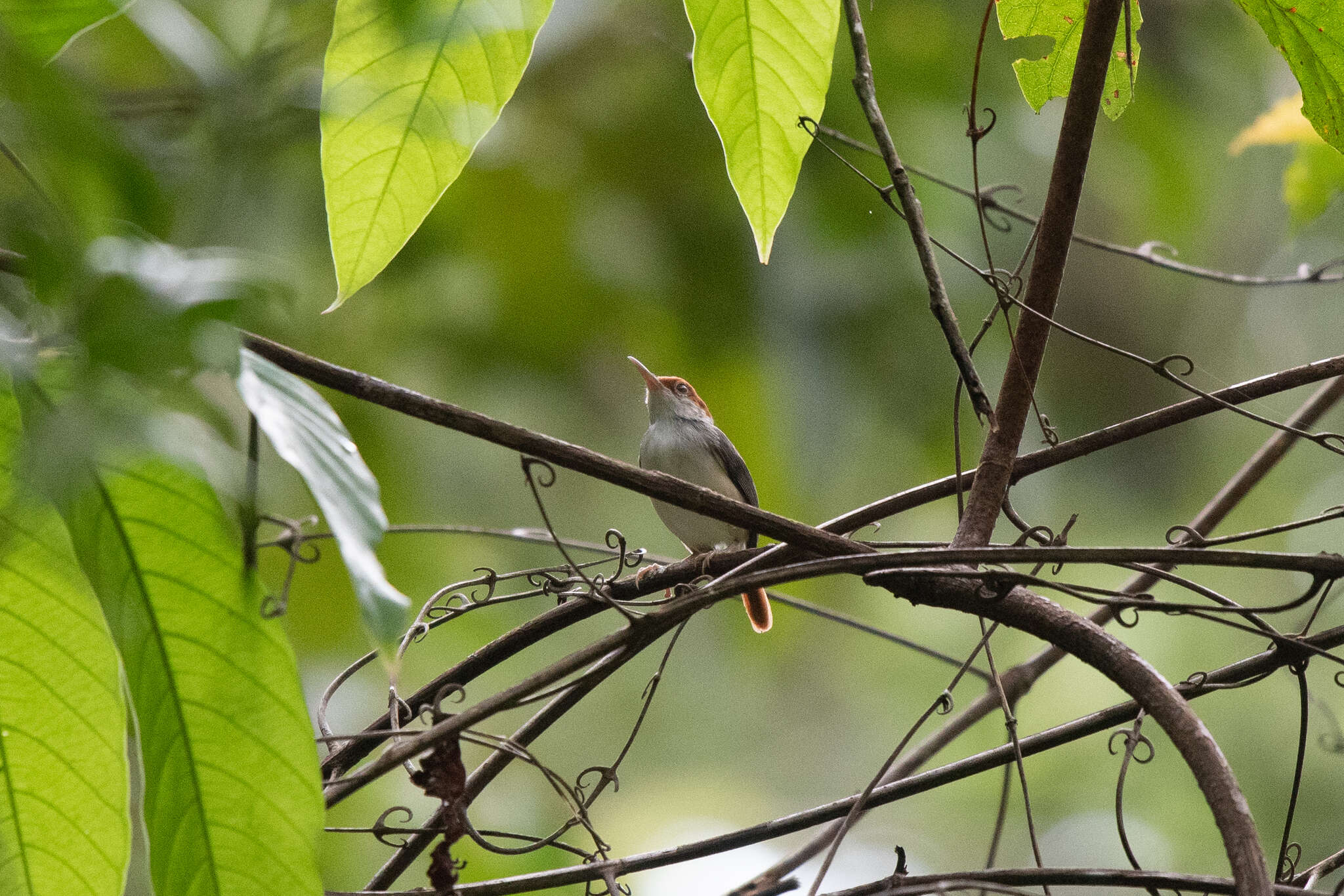 Image of Rufous-tailed Tailorbird