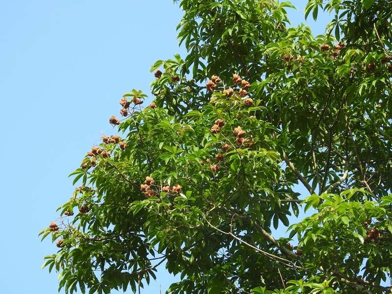 Imagem de Cochlospermum orinocense (Kunth) Steud.